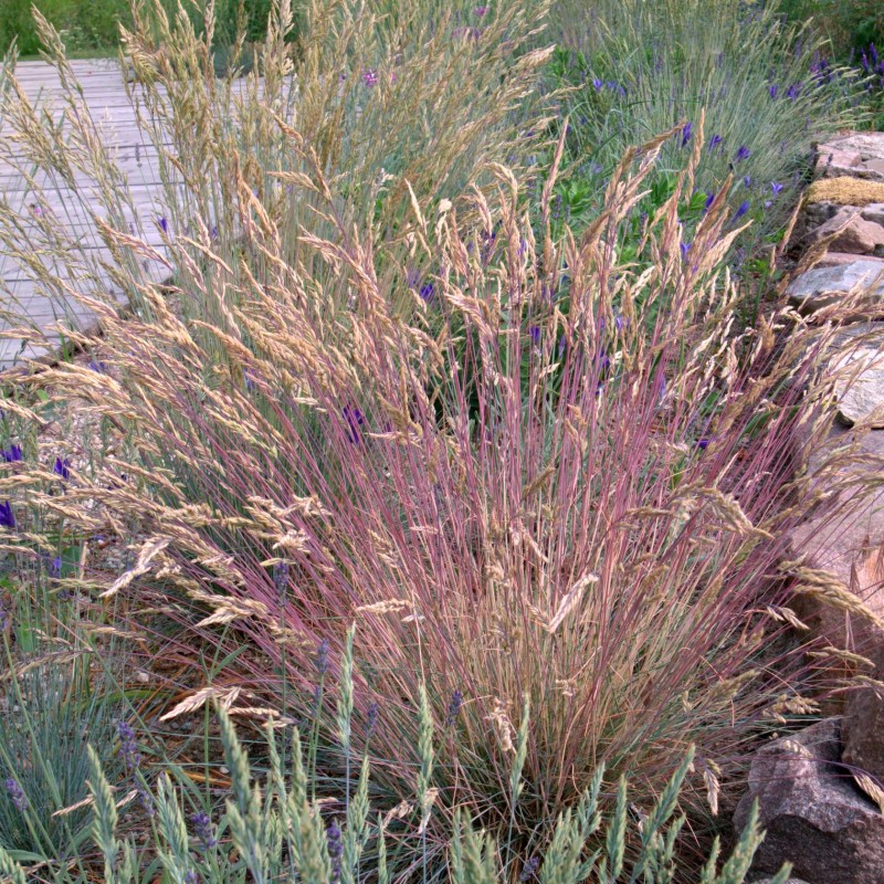 Festuca valesiaca var. glaucantha - Vékony  kék csenkesz