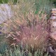 Festuca valesiaca var. glaucantha - Vékony  kék csenkesz