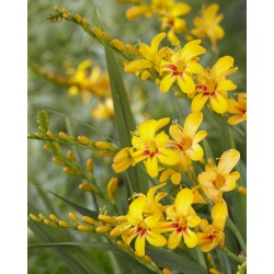  Crocosmia ‘Firestars Hot Spot Improved’ - Sáfrányfű