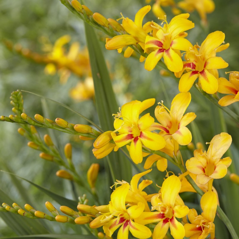  Crocosmia ‘Firestars Hot Spot Improved’ - Sáfrányfű