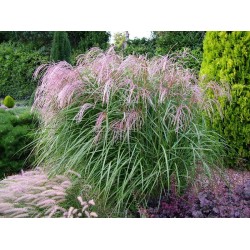 Miscanthus sinensis ‘Flamingo’ - Molnárpántlika