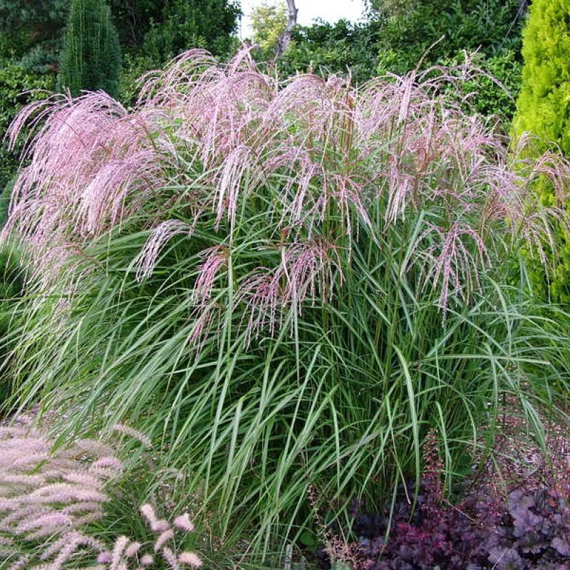 Miscanthus sinensis ‘Flamingo’ - Molnárpántlika