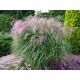 Miscanthus sinensis ‘Flamingo’ - Molnárpántlika