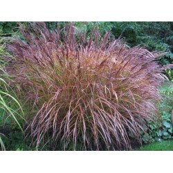 Miscanthus sinensis ‘Flamingo’ - Molnárpántlika