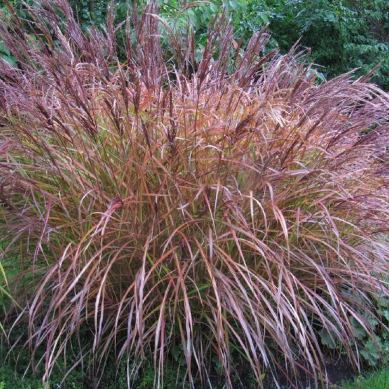 Miscanthus sinensis ‘Flamingo’ - Molnárpántlika