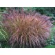 Miscanthus sinensis ‘Flamingo’ - Molnárpántlika