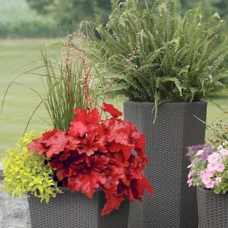 Heuchera Forever Red – Intenzív vörös lombú tűzeső
