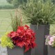 Heuchera Forever Red – Intenzív vörös lombú tűzeső