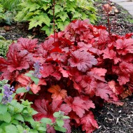 Heuchera Forever Red – Intenzív vörös lombú tűzeső
