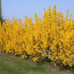Aranyfa vagy aranycserje (Forsythia)- 5 literes cserep