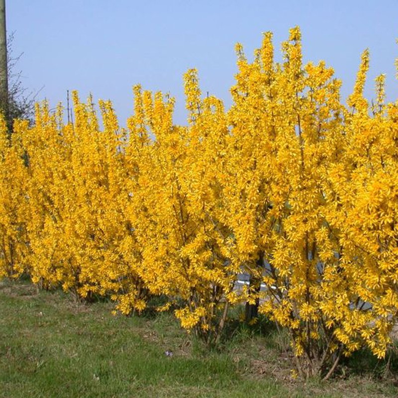 Aranyfa vagy aranycserje (Forsythia)- 5 literes cserep