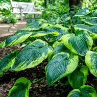  Hosta ‘Frances Williams’ - Árnyékliliom