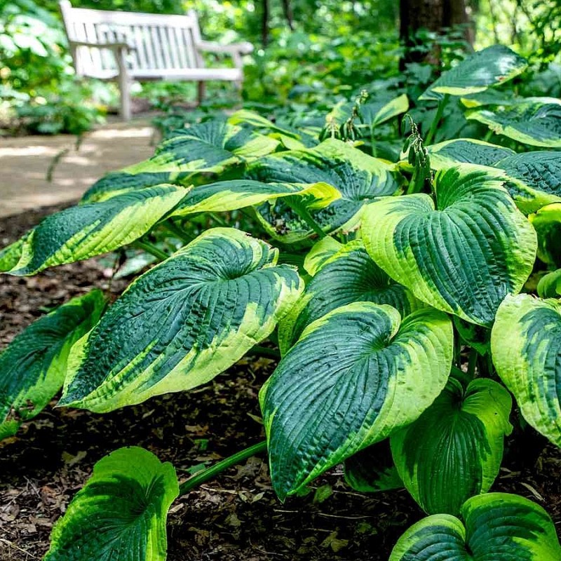 Hosta ‘Frances Williams’ - Árnyékliliom