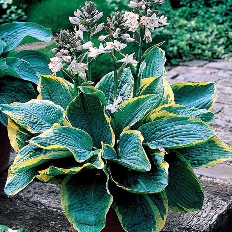  Hosta ‘Frances Williams’ - Árnyékliliom