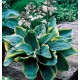  Hosta ‘Frances Williams’ - Árnyékliliom