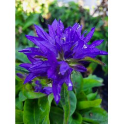 Campanula glomerata ‘Freya’ – harangvirág