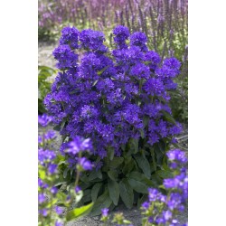 Campanula glomerata ‘Freya’ – harangvirág