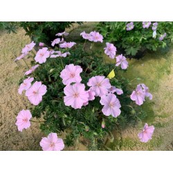Geranium ‘Frivolius Pink’  - Gólyaorr