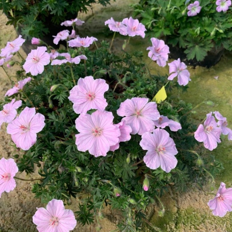 Geranium ‘Frivolius Pink’  - Gólyaorr