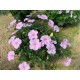 Geranium ‘Frivolius Pink’  - Gólyaorr