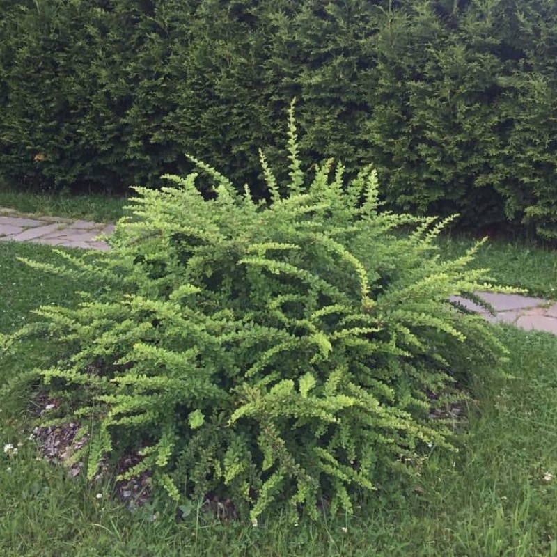 Berberis thunbergii 'Green Carpet' –  Terülő japán borbolya