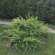 Berberis thunbergii 'Green Carpet' –  Terülő japán borbolya