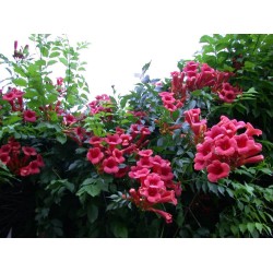 Campsis radicans ‘Gabor’ – Piros trombitafolyondár 