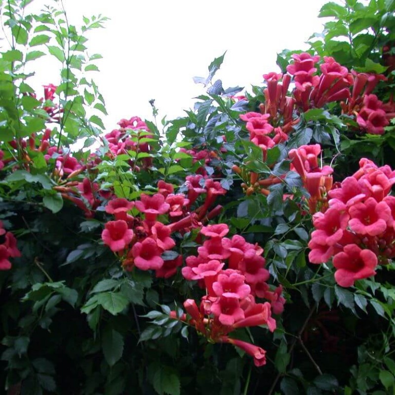 Campsis radicans ‘Gabor’ – Piros trombitafolyondár 