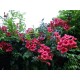 Campsis radicans ‘Gabor’ – Piros trombitafolyondár 