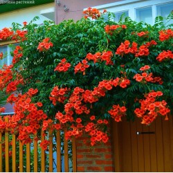 Campsis radicans ‘Gabor’ – Piros trombitafolyondár 
