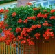 Campsis radicans ‘Gabor’ – Piros trombitafolyondár 