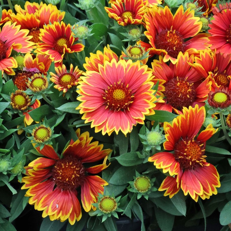 Gaillardia SPINTOP 'Yellow Touch' - Kokárdavirág
