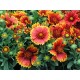 Gaillardia SPINTOP 'Yellow Touch' - Kokárdavirág