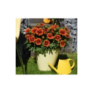 Gaillardia SPINTOP 'Yellow Touch' - Kokárdavirág