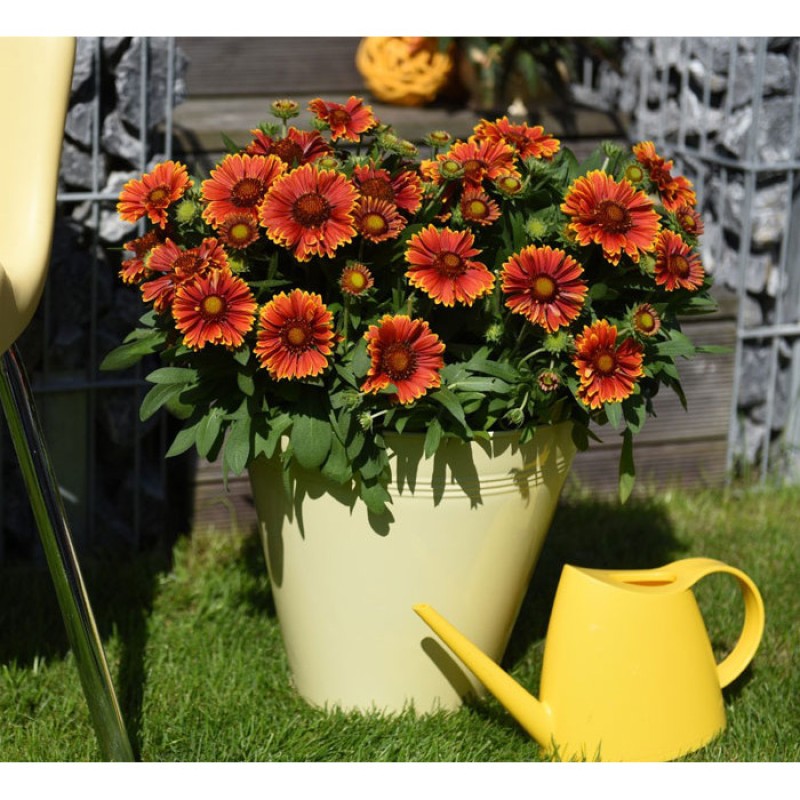 Gaillardia SPINTOP 'Yellow Touch' - Kokárdavirág