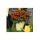 Gaillardia SPINTOP 'Yellow Touch' - Kokárdavirág