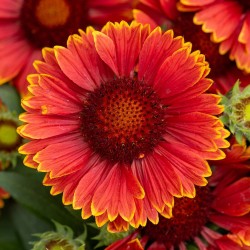Gaillardia SPINTOP 'Yellow Touch' - Kokárdavirág
