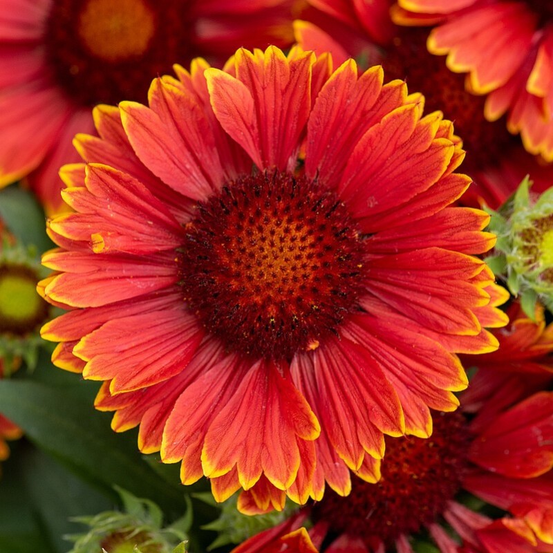 Gaillardia SPINTOP 'Yellow Touch' - Kokárdavirág