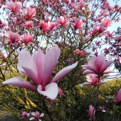 Magnolia soulangeana ‘Galaxy’  Magnolia soulangeana ‘Galaxy’