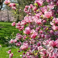  Magnolia soulangeana ‘Galaxy’