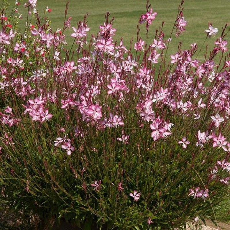 Oenothera lindheimeri 'Gambit Rose Bicolor' ( syn. Gaura) – kétszínű évelő díszgyertya