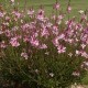 Oenothera lindheimeri 'Gambit Rose Bicolor' ( syn. Gaura) – kétszínű évelő díszgyertya