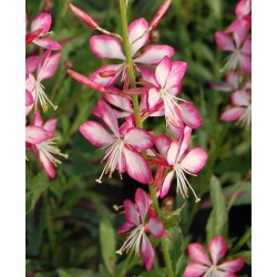 Oenothera lindheimeri 'Gambit Rose Bicolor' ( syn. Gaura) – kétszínű évelő díszgyertya