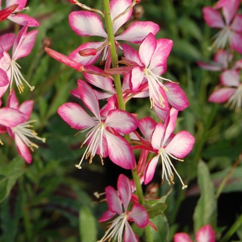 Oenothera lindheimeri 'Gambit Rose Bicolor' ( syn. Gaura) – kétszínű évelő díszgyertya