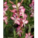 Oenothera lindheimeri 'Gambit Rose Bicolor' ( syn. Gaura) – kétszínű évelő díszgyertya