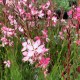 Oenothera lindheimeri 'Gambit Rose Bicolor' ( syn. Gaura) – kétszínű évelő díszgyertya