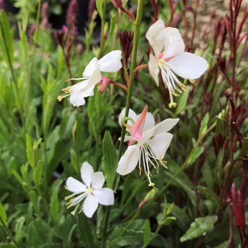 Oenothera lindheimeri 'White Dove' – fehér virágú díszgyertya
