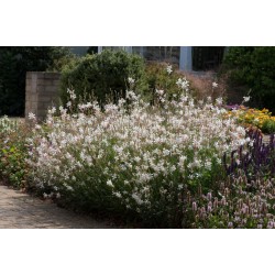 Oenothera lindheimeri 'White Dove' – fehér virágú díszgyertya