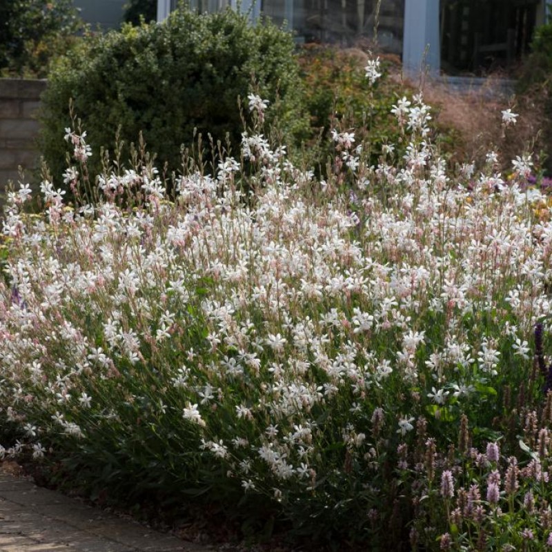 Oenothera lindheimeri 'White Dove' – fehér virágú díszgyertya