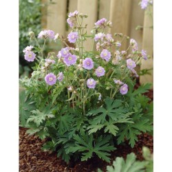 Geranium pratense ‘Summer Skies’ - Gólyaorr